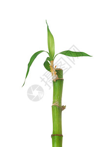 白背景的竹子离家出走的绿背景图片