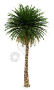 加那利岛枣椰树在白色背景下被隔离高清图片