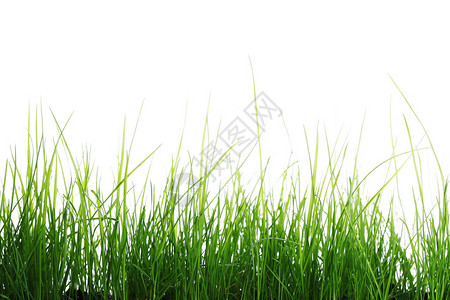 孤立在白色背景上的绿草背景图片