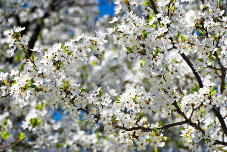 春花一棵开花的苹果树的枝子图片