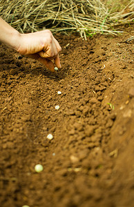 将种子植入土壤的图片