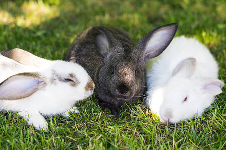 三只兔子在农场的绿草丛中图片