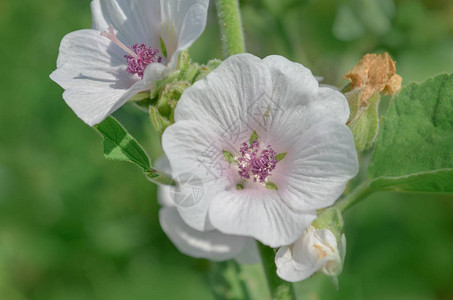 棉花糖Althaeaofficinalis花田间常见的棉花糖图片