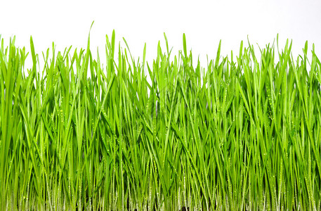 白色背景上的绿草背景图片