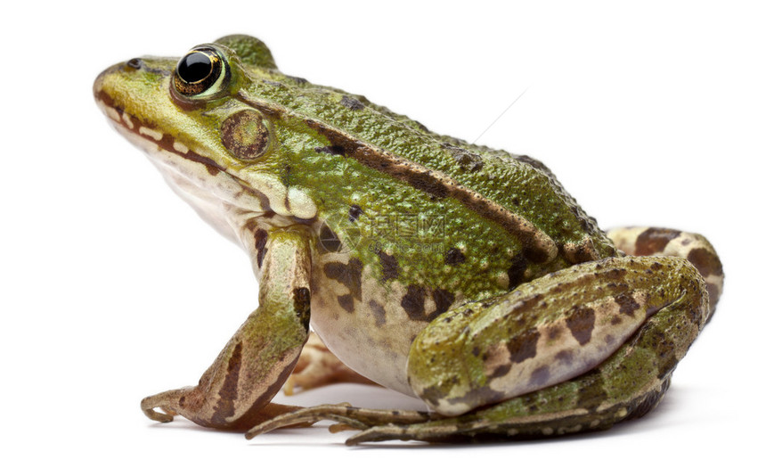 欧洲普通青蛙或食用青蛙图片