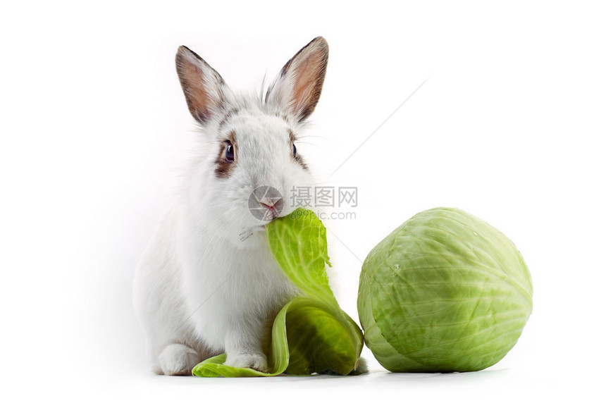 白色花式兔子吃白菜图片