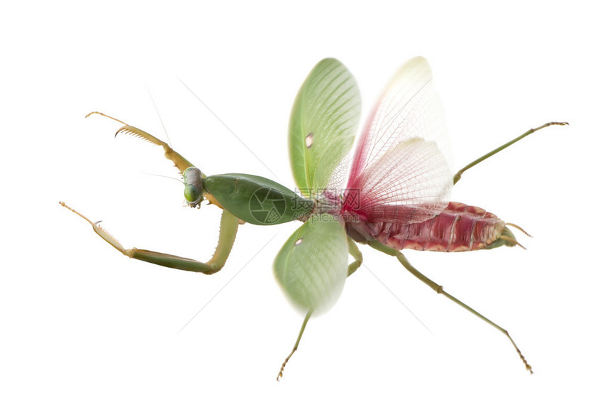 雌螳螂图片