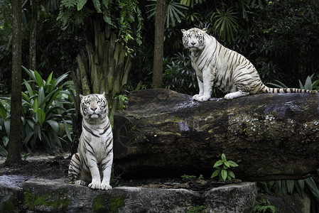 两只虎在丛林中一对白孟加拉虎在图片