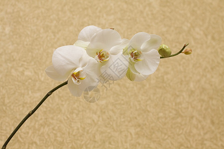 复古背景上的分支兰花背景图片