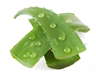 AloeVera叶子白图片