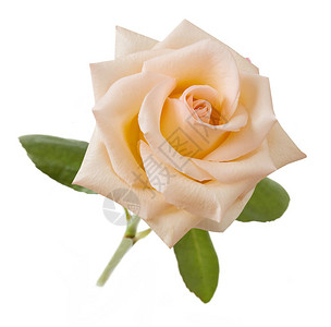 花朵玫瑰白背景图片