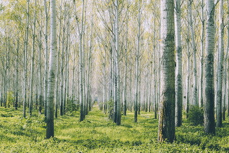 阳光明媚的白桦林场景图片