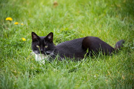 躺在草地上的猫图片
