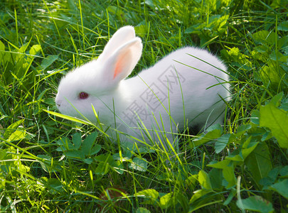 小白兔子坐在牧图片