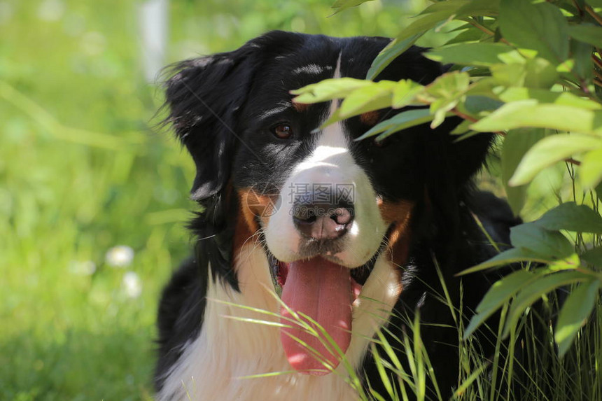 伯恩山犬在树叶后面看图片