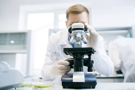 在显微镜下研究绿色蔬菜的男科学家站在办公桌前图片