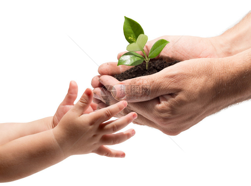 儿童从男人手中抢植物的手图片
