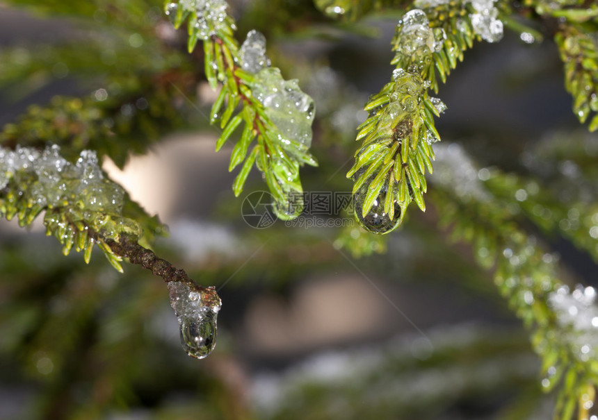 毛树枝上融化的雪滴图片