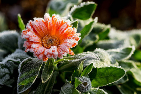 一朵明花是雪霜覆盖的卡伦杜拉花园图片
