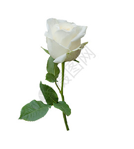 孤立在白色上的一朵白玫瑰背景图片