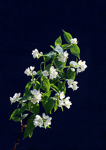 深色背景中盛开的白色茉莉花枝图片