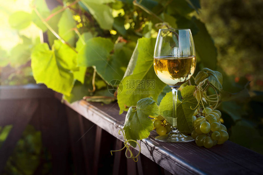 葡萄园里的葡萄白葡萄酒杯图片
