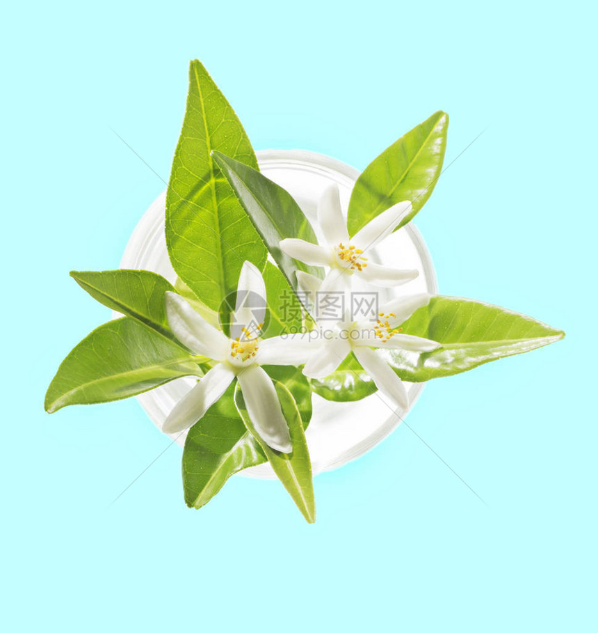 花朵Citrusaurtium图片