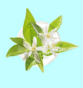花朵Citrusaurtium图片