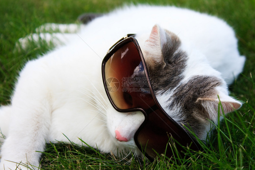 白猫躺在绿草丛中戴着墨镜的照片图片