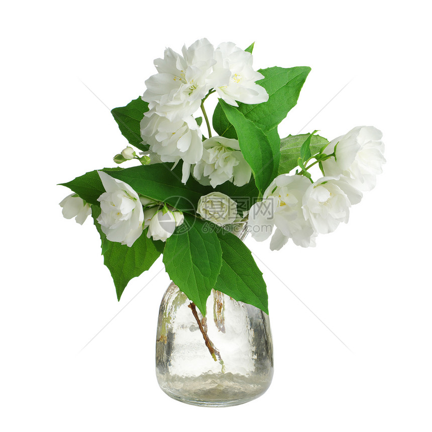 在白色背景上孤立的花瓶图片