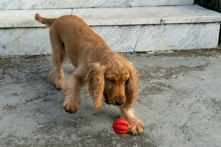 小狗可卡犬玩红球图片
