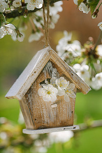 春天的舍樱花盛开背景图片