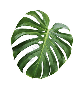 龟背竹美味热带叶隔离在白色背背景图片
