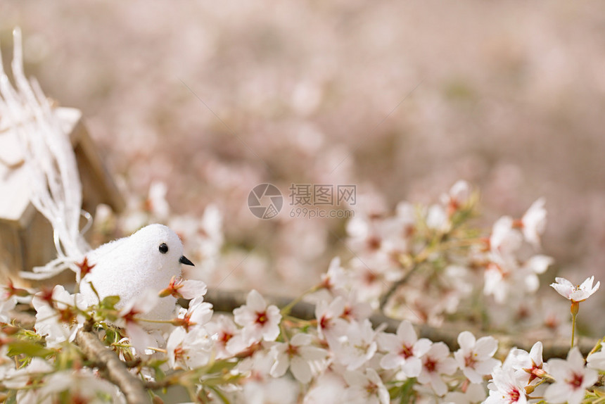 春天的小鸟和舍樱花盛开图片