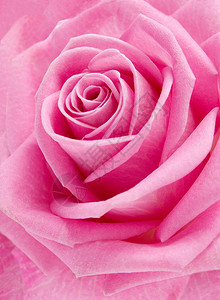 美丽的粉红玫瑰特写图片