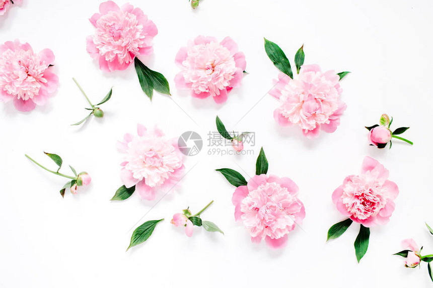 白色背景上粉红色牡丹花枝叶和花瓣的花朵图案图片