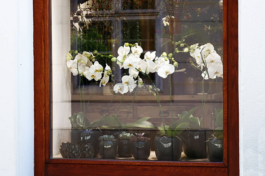 花店的窗户在窗台上安装了罐子中的白兰花图片
