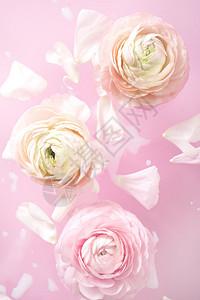 粉红色背景上粉红色花朵的图像图片