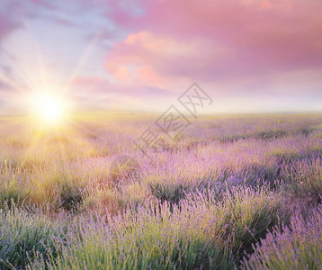 在法国普罗旺斯的紫衣草田上图片