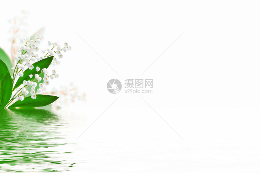 白色背景上的铃兰花图片