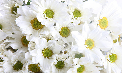 白色和绿色的花背景自然形象图片