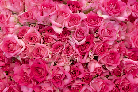 美丽新鲜的红玫瑰花蕾图片