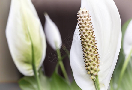 美丽的白色花朵和绿色叶子热带花朵黑暗背景的Spathp图片