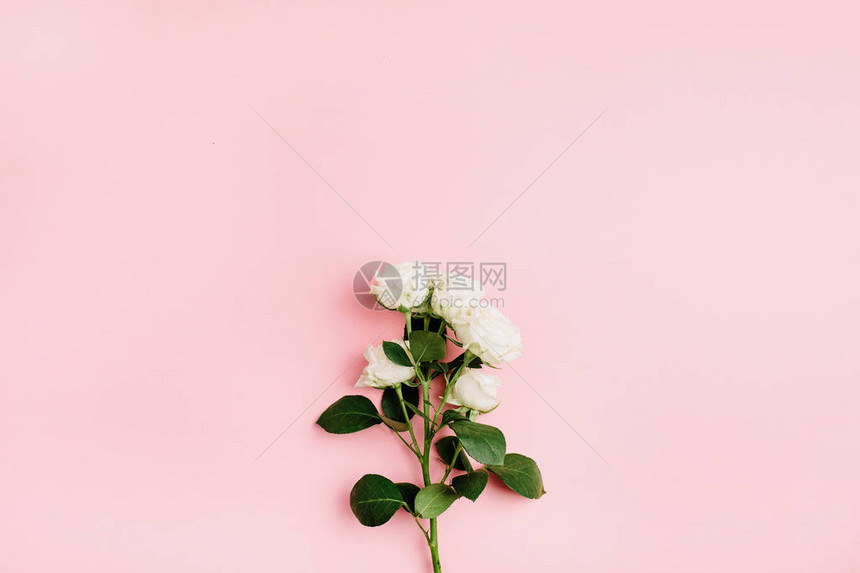 白玫瑰花朵在柔和的粉红色背景上分支图片