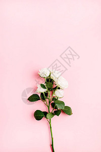 柔和的粉红色背景上的白玫瑰花束图片