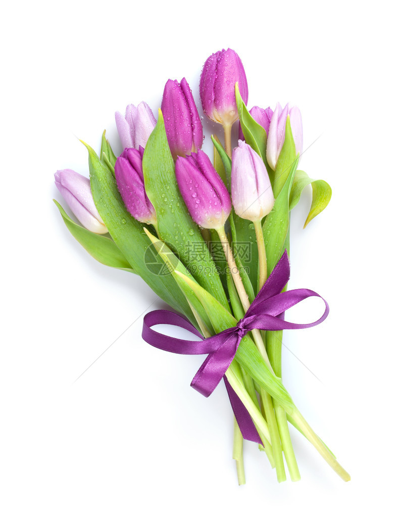 紫色的郁金香花束孤图片