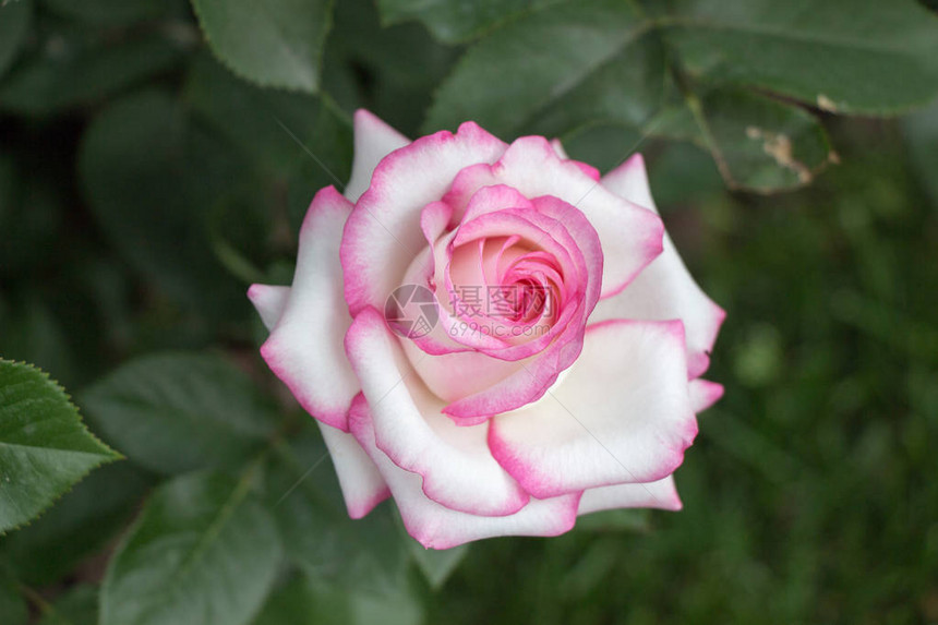 花园背景上美丽多彩的玫瑰花图片