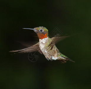 飞行中红喉蜂鸟的照片图片