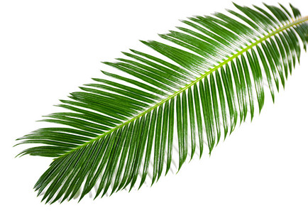 西米棕榈树的绿叶被白色隔离图片