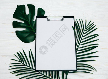 白背景绿叶植物的空白笔记板或日历Blanknotekpa图片